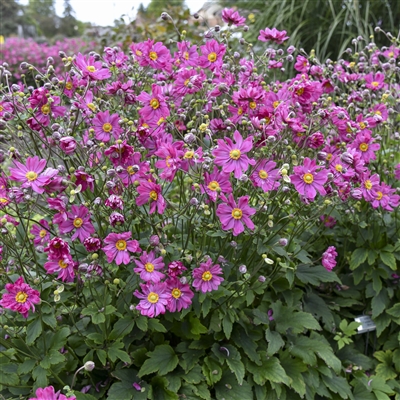 Japanese Anemone - Curtain Call Deep Rose