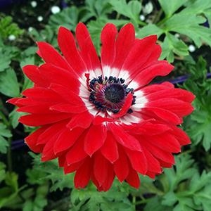 Anemone - Grecian Wind Flower