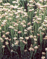 Antennaria dioica Pussytoes