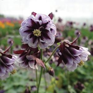 Aquilegia Vulgaris 'Double Pleat Blackberry' Columbine