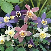 Aquilegia Dragonfly Columbine