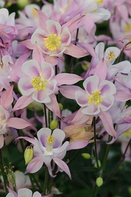 Columbine 'Winky Pink'