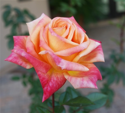 Arizona Grandiflora Rose