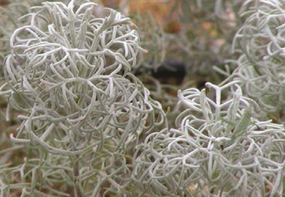 Artemisia Hybrid Sea Foam