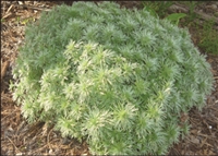 Artemisia Wormwood Silver Mound