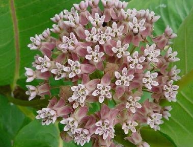 Asclepias syriaca Milkweed