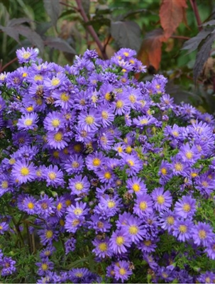 Aster "Kickin Blue"