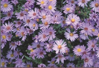 Aster dumosus Woods Light Blue