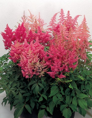 Astilbe 'Bella'