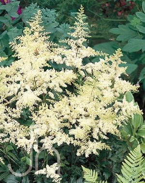 Astilbe 'Bridal Veil'