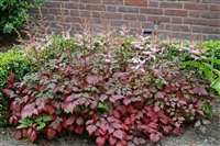 Astilbe 'Color Flash'