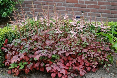 Astilbe 'Color Flash'