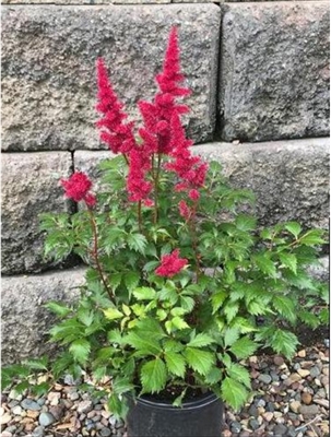 Astilbe False Spirea 'Fanal'