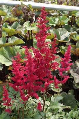 Astilbe Fanal