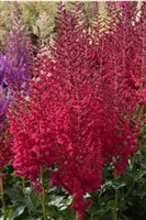 Astilbe chinensis 'Hot Pearls'