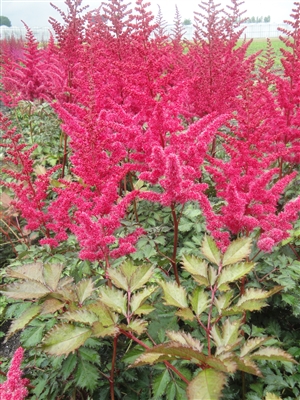 Astilbe chinensis 'Mightyâ„¢ Red Quin'