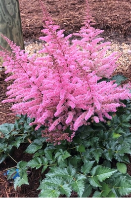 Astilbe arendsii 'Razzle Dazzle'