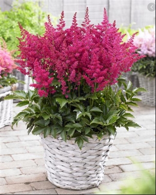 Astilbe Youniqueâ„¢ Series 'Youniqueâ„¢ Ruby Red