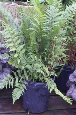 Ferns Athyrium filix-femina hybrid 'Lady in Red'