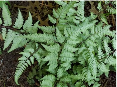 Athyrium Niponicum 'Pearly White' Japanese Painted Fern