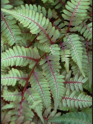 Athyrium Niponicum 'Pictum' Lady Fern