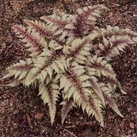 Japanese Painted Fern Athyrium niponicum 'Regal Red'