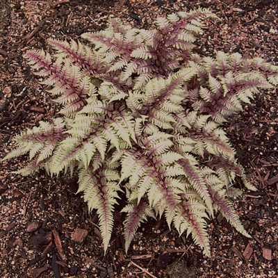 Japanese Painted Fern Regal Red