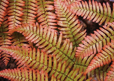 Autumn Fern Dryopteris