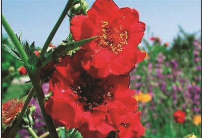 Avens Geum Double Bloody Mary