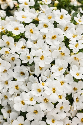 Bacopa Sutera Snowstorm&reg; Snow Globe&#0153