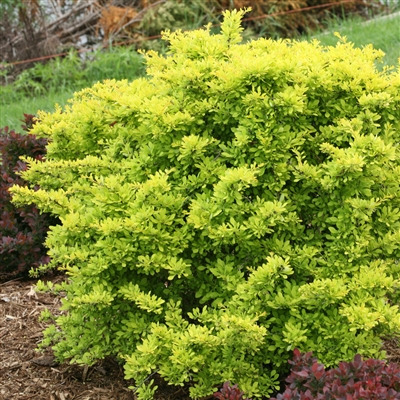 Barberry Sunjoy&reg; Cinnamon Berberis thunbergii