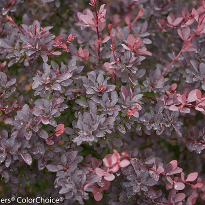 Barberry Sunjoy Syrah Berberis thunbergii