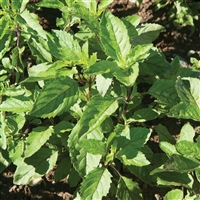 Basil Holy Plants