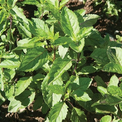 Basil Holy Plants