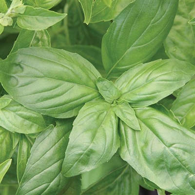 Basil Italian Large Leaf Plants