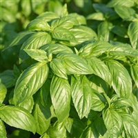Basil Prospera Plants
