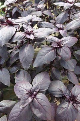 Basil Prospera Red Plants