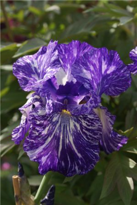 Bearded Iris germanica 'Batik'