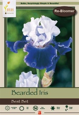 Bearded Iris germanica 'Best Bet'