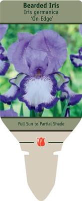 Bearded Iris germanica 'On Edge'