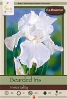 Bearded Iris germanica Immortality