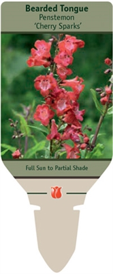 Bearded Tongue Penstemon 'Cherry Sparks'