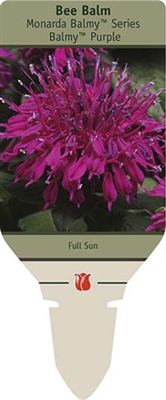 Bee Balm Monarda 'Balmy Purple'