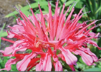 Bee Balm Monarda Coral Reef