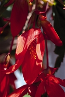 Begonia boliviensis Sunset Santa Cruz&#0153