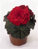 Begonia Tuberous Nonstop&#0153 Mocca Scarlot