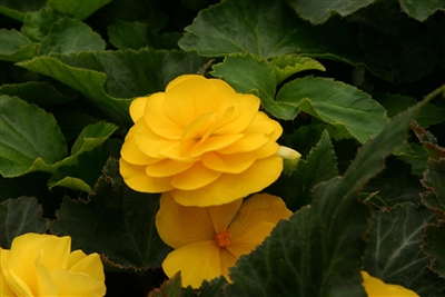 Begonia Tuberous Nonstop&#0153 Mocca Yellow