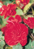 Begonia Tuberous Nonstop&#0153 Red