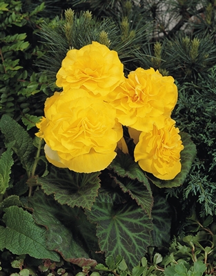 Begonia Tuberous Nonstop&#0153 Yellow