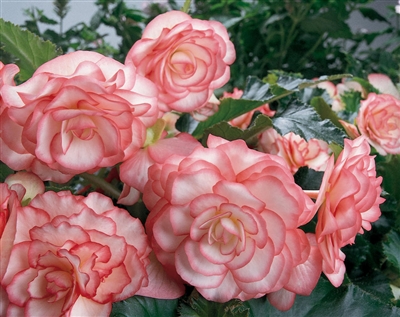 Begonia Tuberous Ontop&#0153 Pink Halo